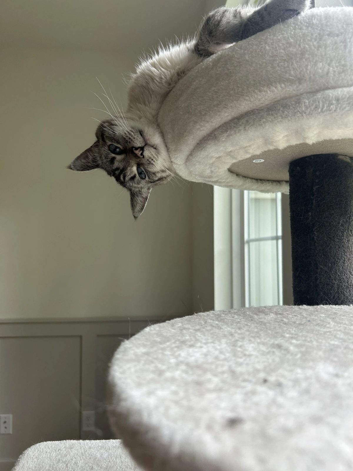 Tabby cat peeking upside down over the edge of a plush cat tree perch