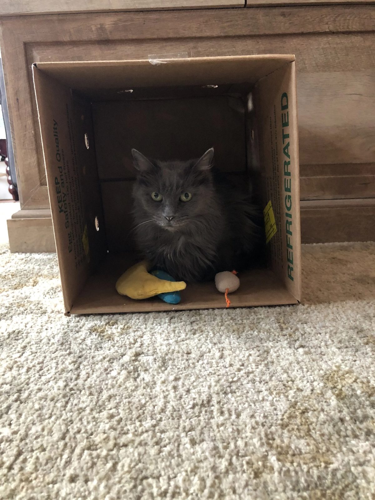 Fluffy grey cat sitting inside a cardboard box with plush toys on a cream carpet