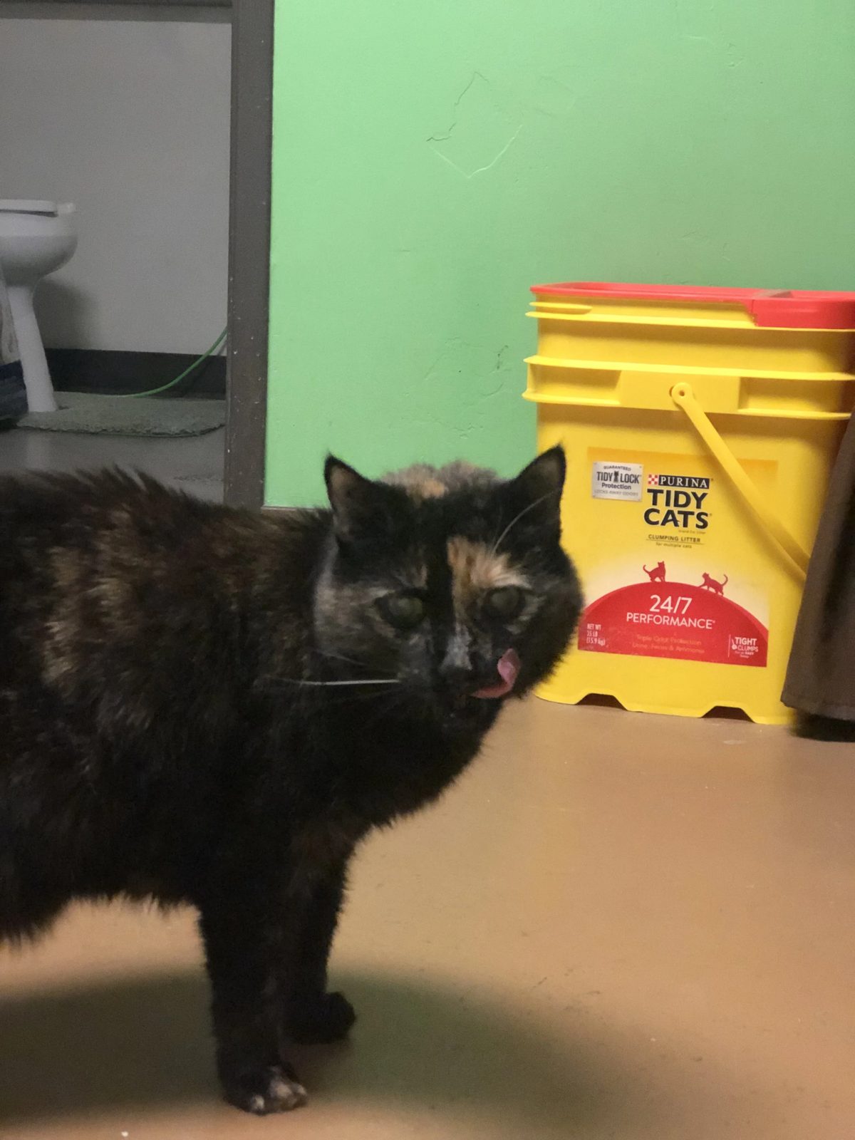 Senior tortoiseshell cat licking her nose while standing in a home laundry room