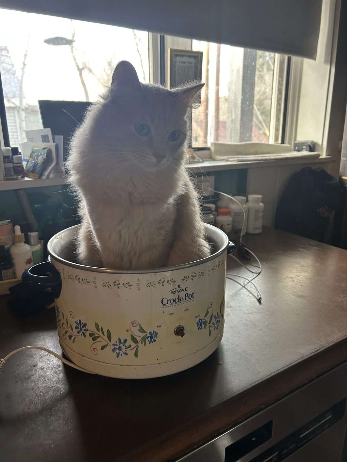 Fluffy grey cat sitting calmly inside an empty floral slow cooker on a kitchen counter