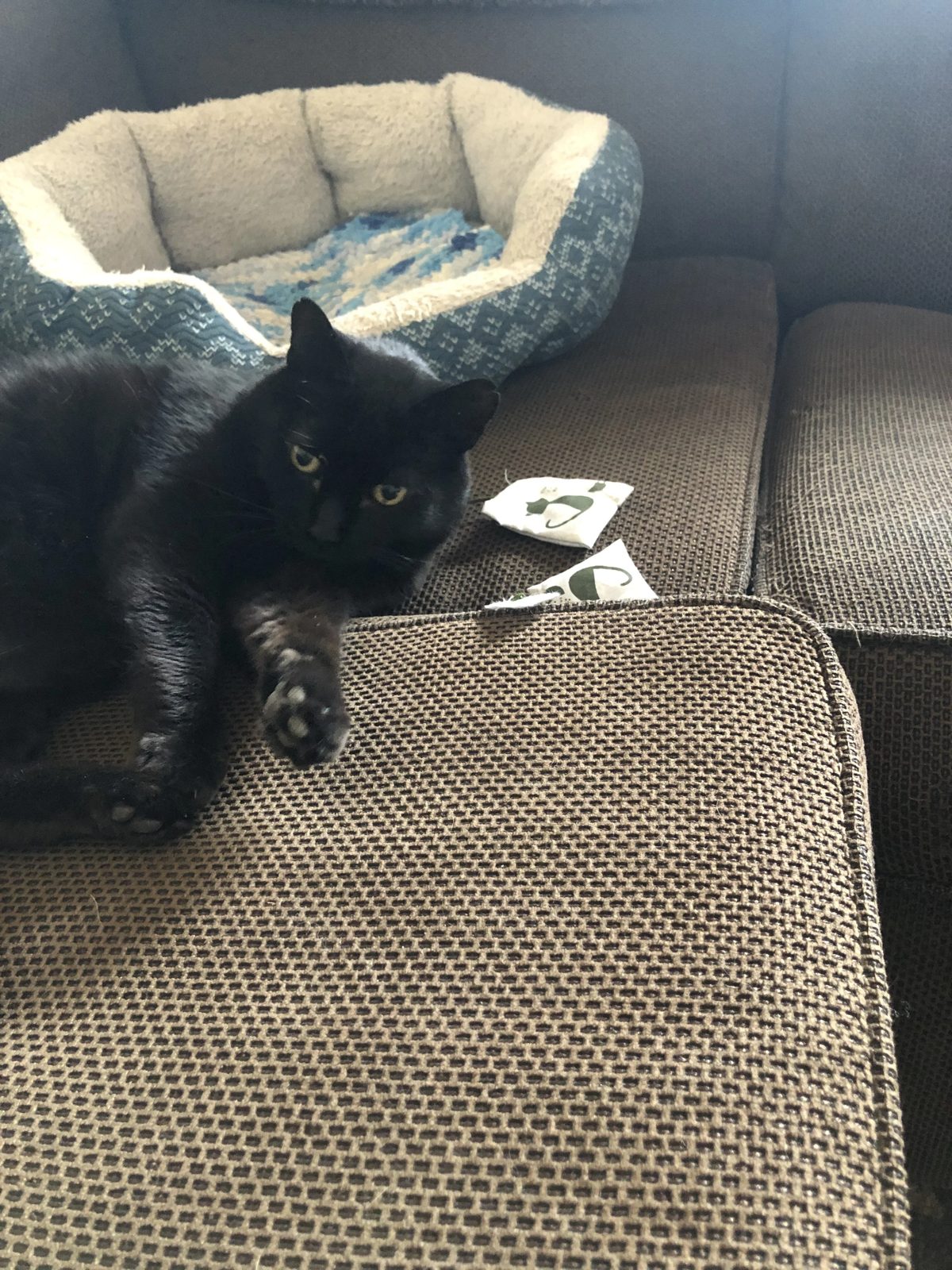 Black cat relaxing on a brown couch beside a cozy cat bed and catnip toys