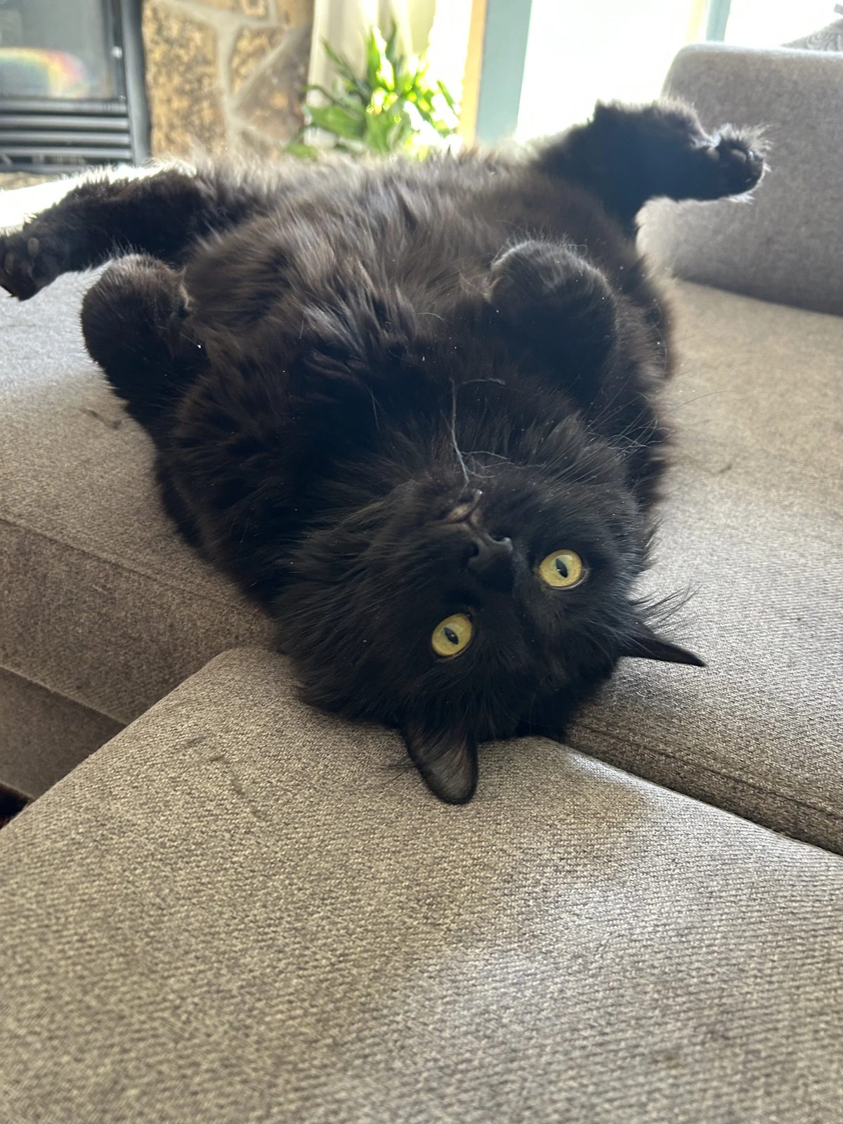 Fluffy black cat lying upside down on a grey couch, looking up playfully