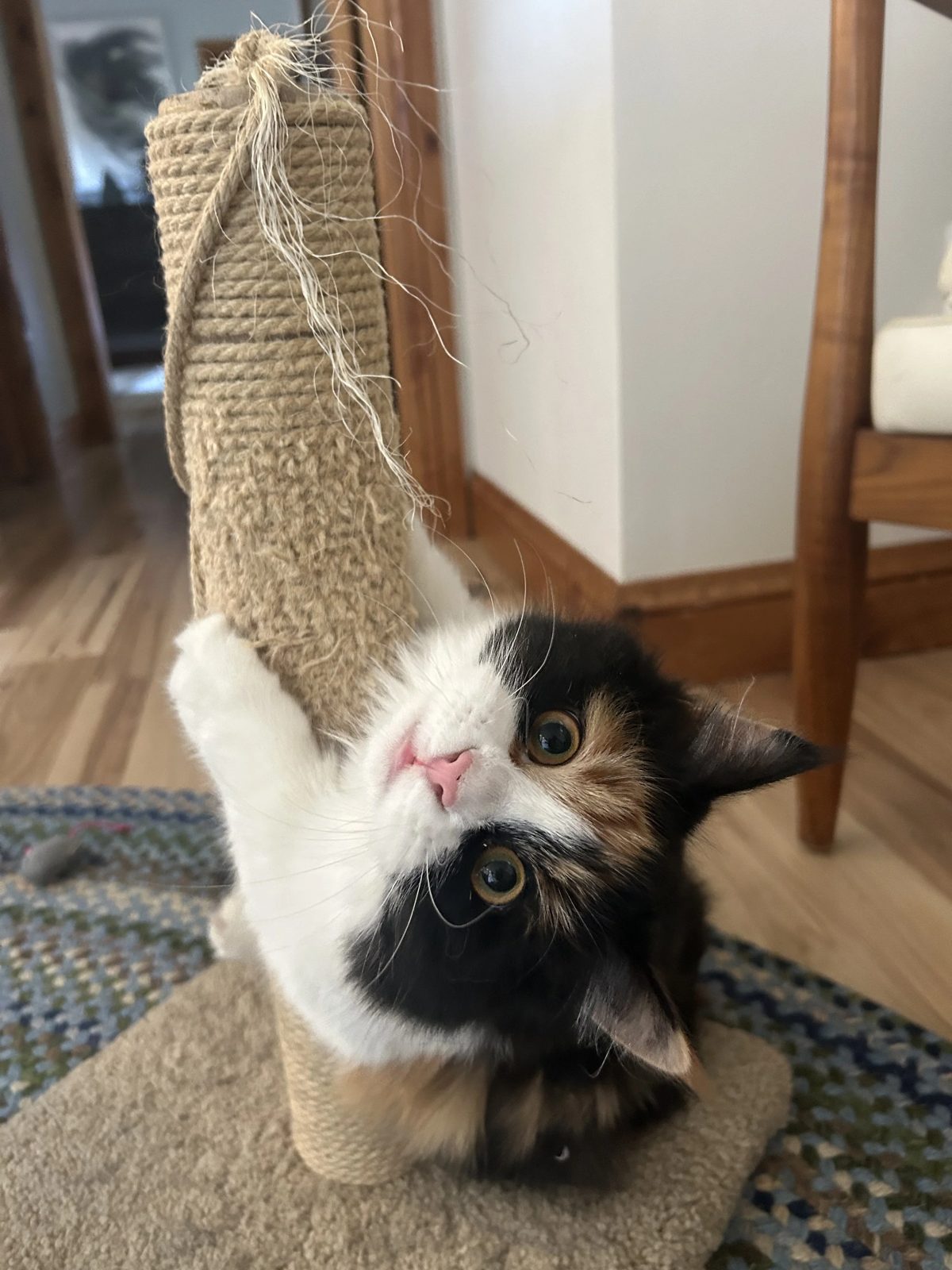 Calico kitten hugging a sisal scratching post and looking up with big eyes