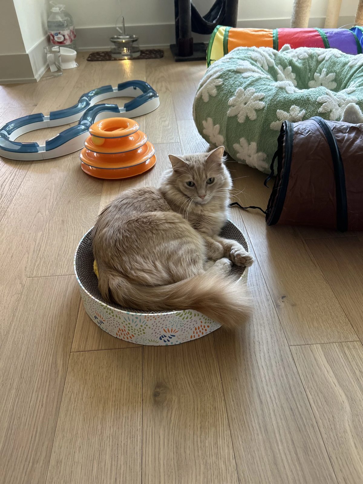 Fluffy orange cat curled in a cardboard scratcher bed surrounded by cat toys