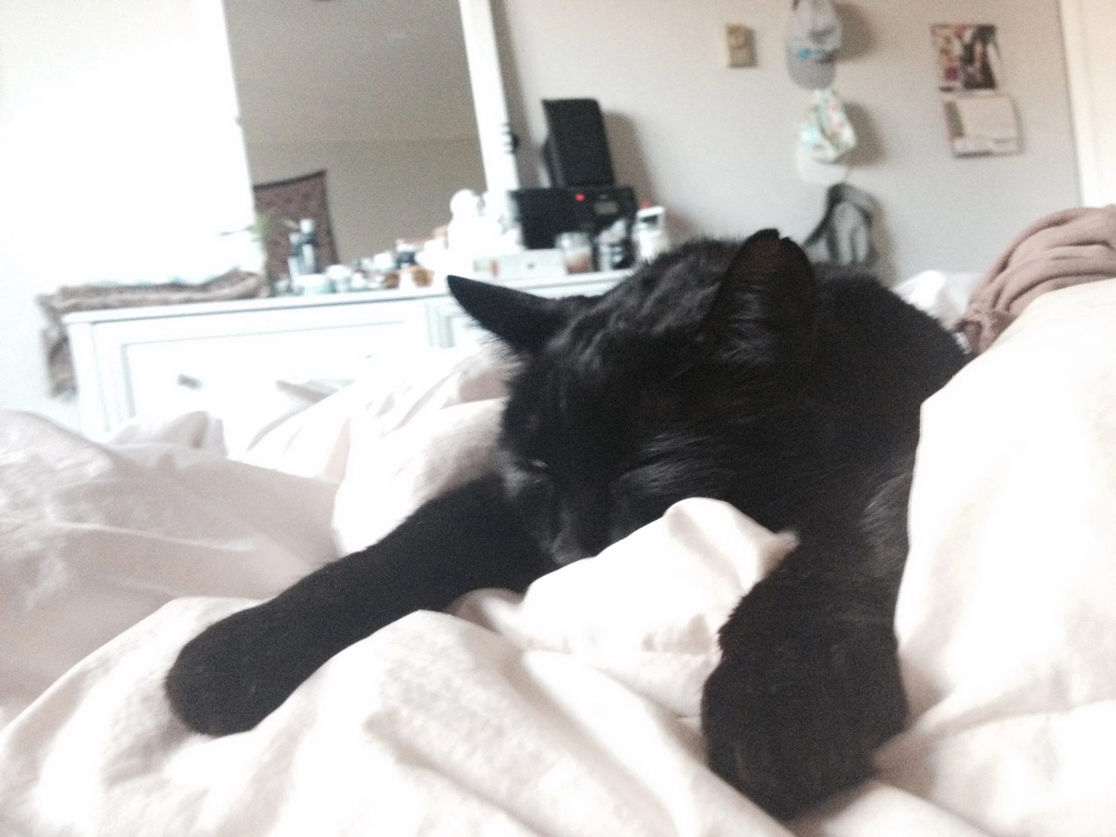 Black cat stretched out asleep on soft white bedding at home