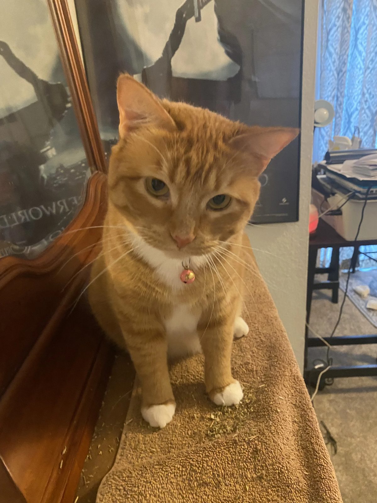 Orange and white tabby cat with a pink bell collar sitting on a carpeted cat perch